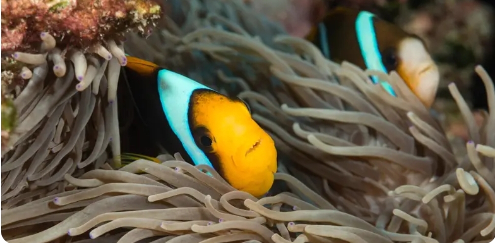 Science Without Borders Challenge 2026