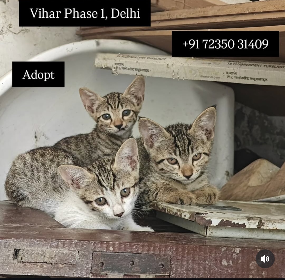 3 Kittens Available for Adoption – Loving Homes Needed 🐾