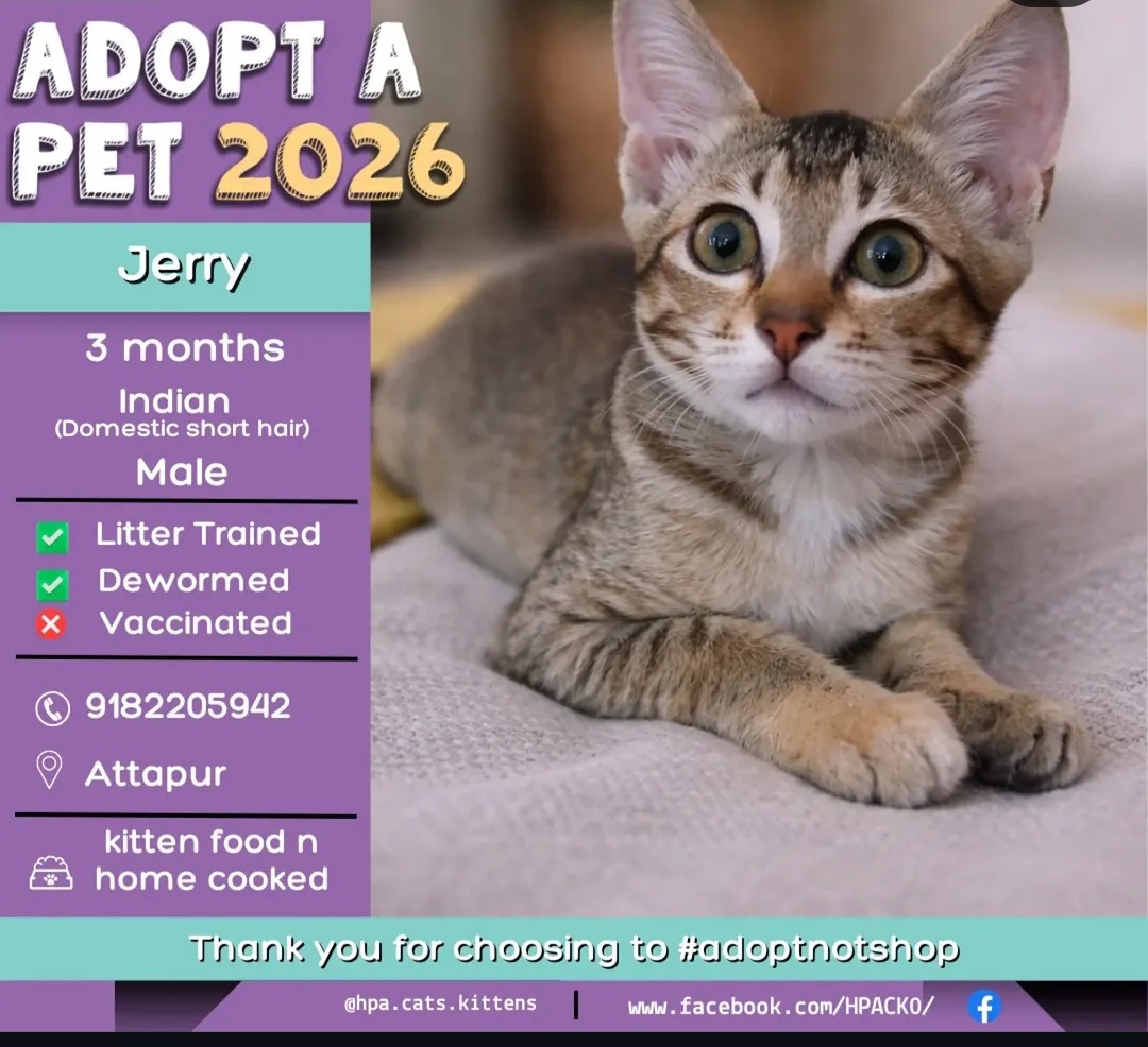🐾 ADOPT A PET 2026 – Meet Jerry! 🐾