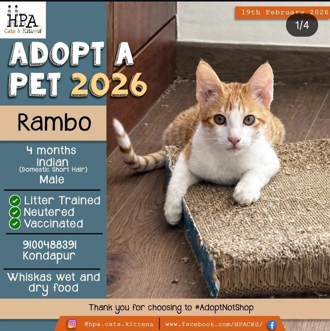 Adopt a Pet 2026 – Rambo (Cat)
