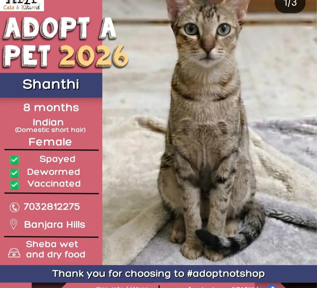 🐾 ADOPT A PET 2026 – Shanthi 🐾