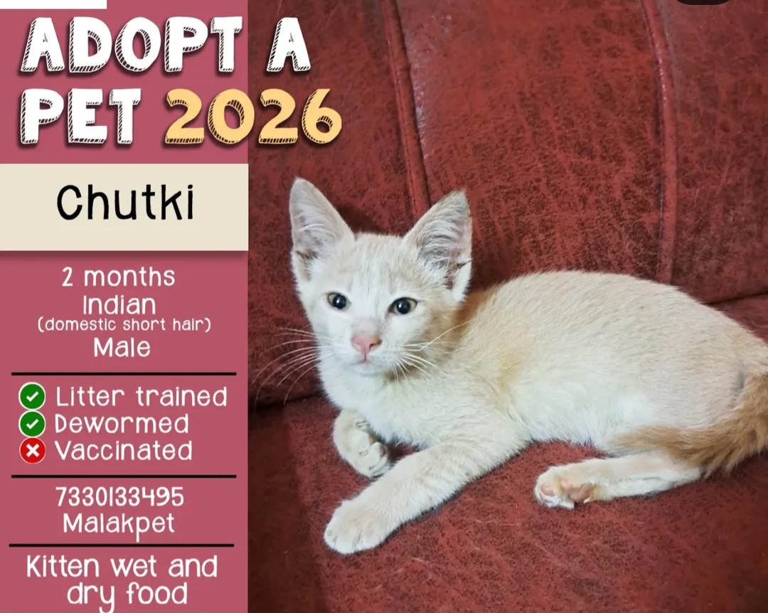 ADOPT A PET – 2026 🐾