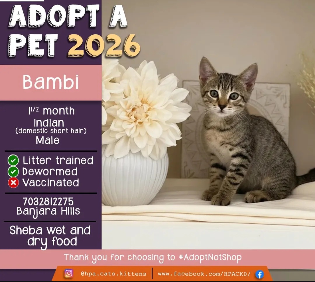 🐾 ADOPT A PET 🐾