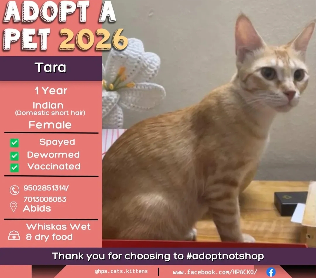 🐾 ADOPT A PET 🐾