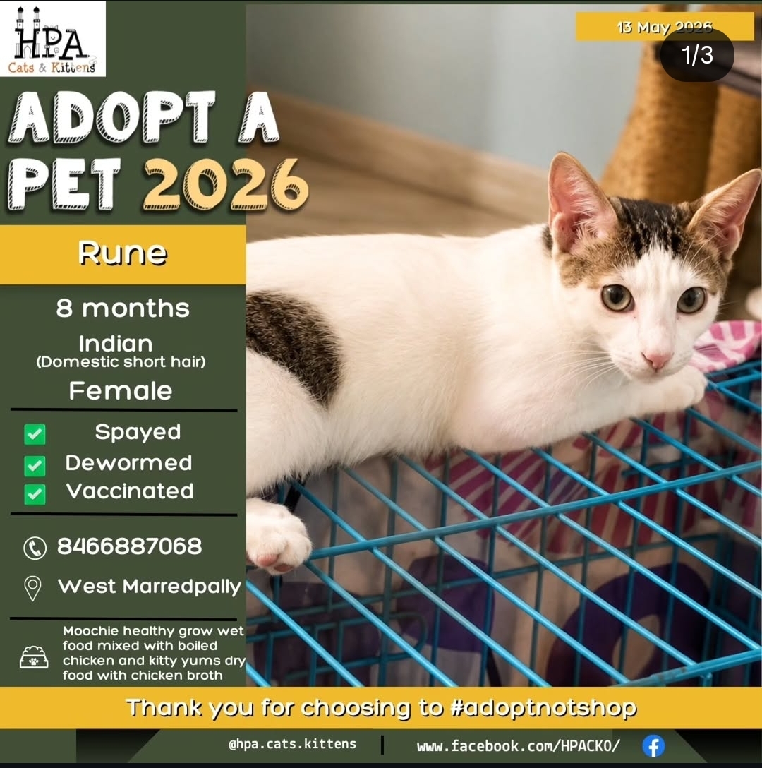ADOPT A PET