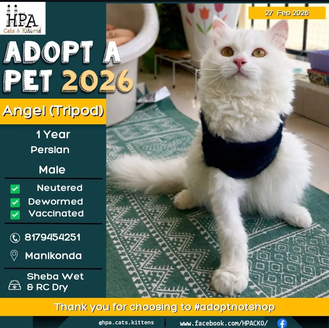 🐾 ADOPT ANGEL (TRIPOD) – 2026 💛