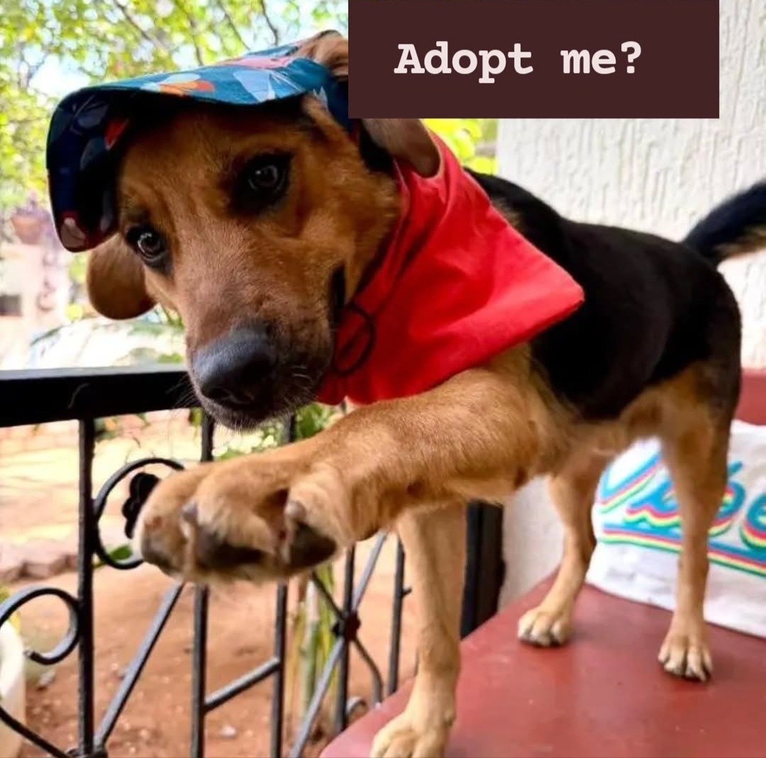 🐾 ADOPT ARROW 🐾