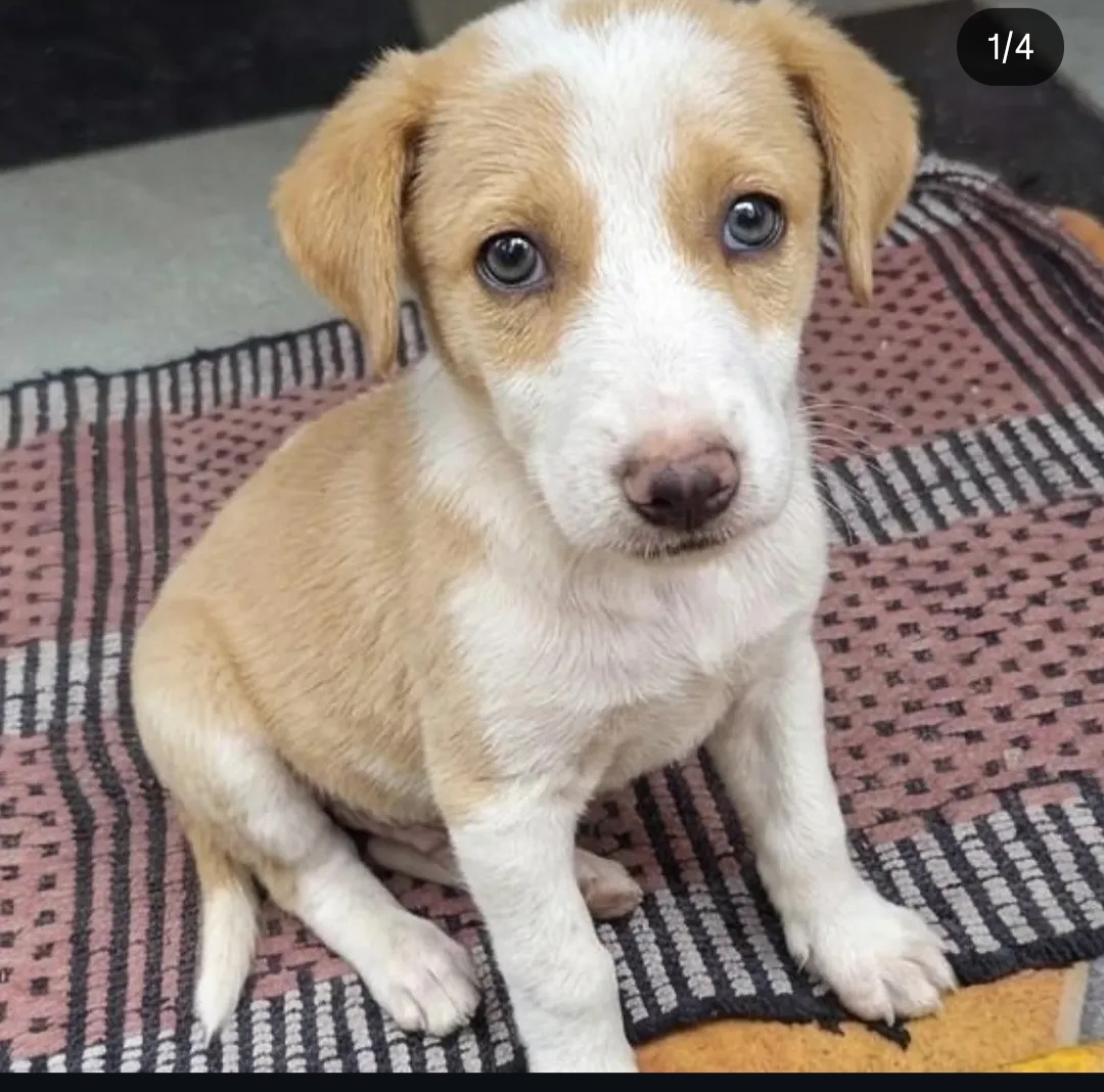 🐾 Adopt Biscuit – Your Tiny Bundle of Joy! 🐾