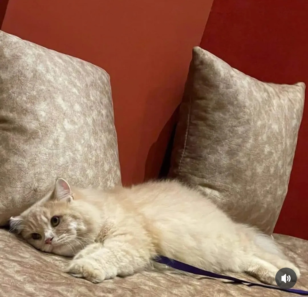 🤍 Adopt Caramel – 2 Years | Male | Persian | Vizag
