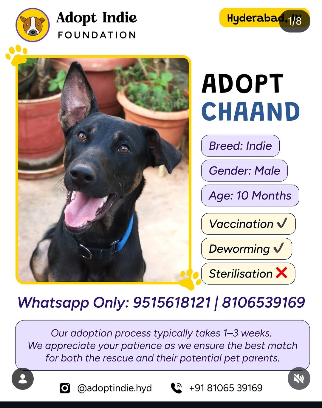 🐾 ADOPT CHAAND