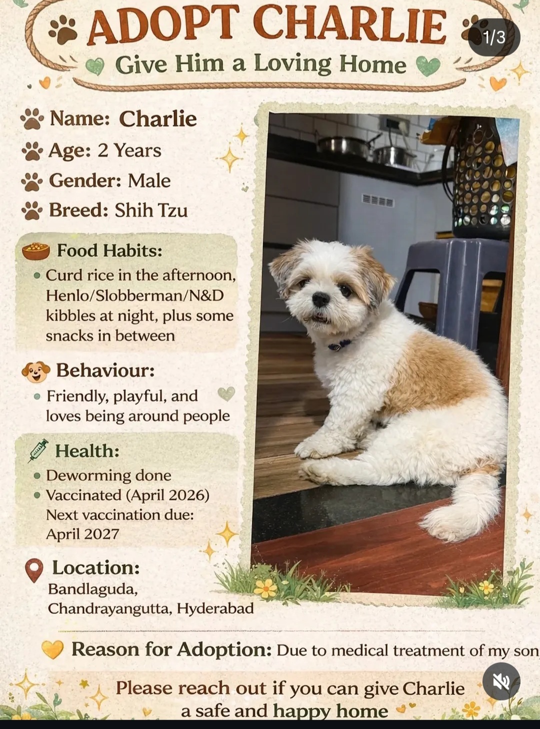 🐾 ADOPT CHARLIE – Give Him a Loving Home 🏡