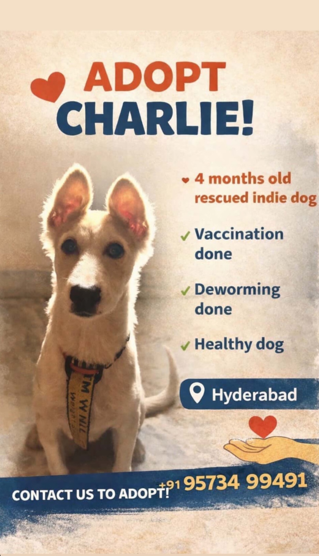 🐾 ADOPT CHARLIE 🐾