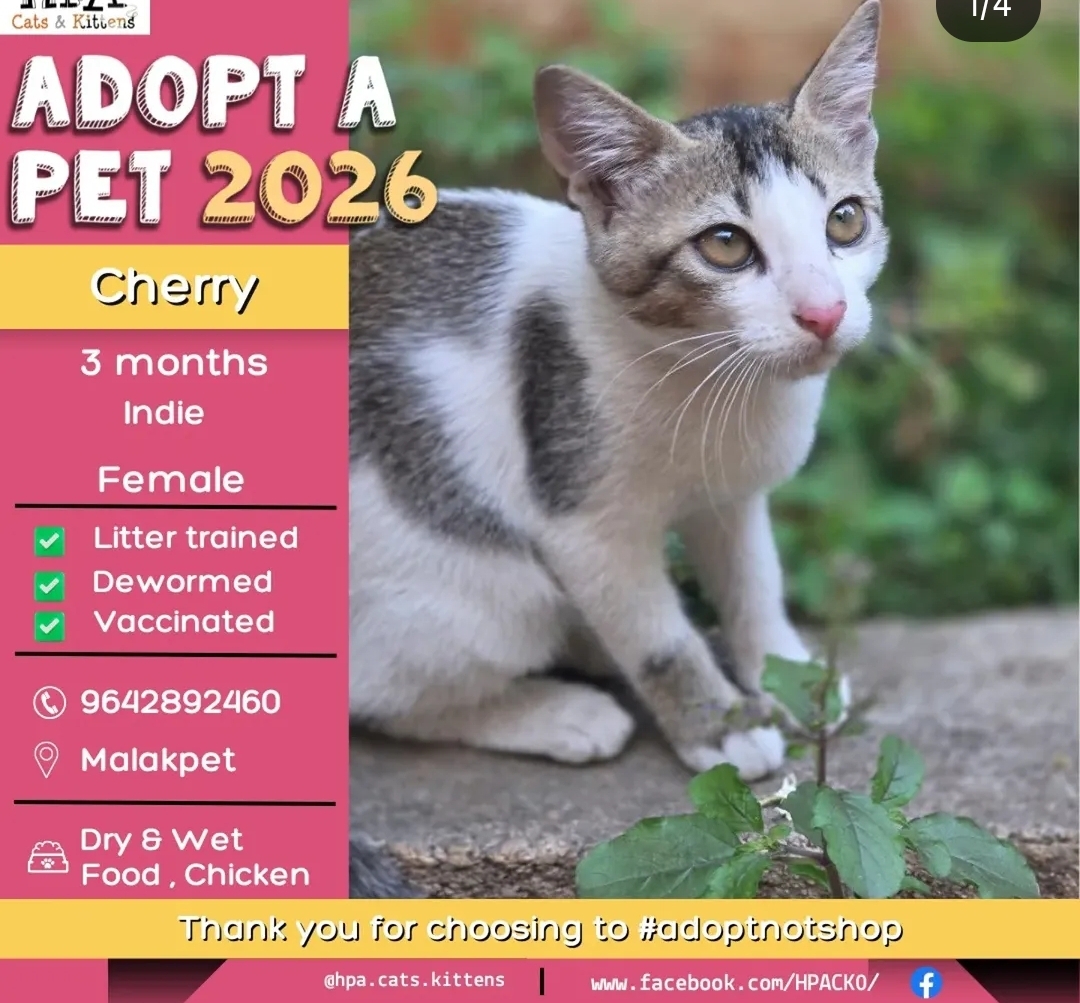 🐾 Adopt Cherry 🐾