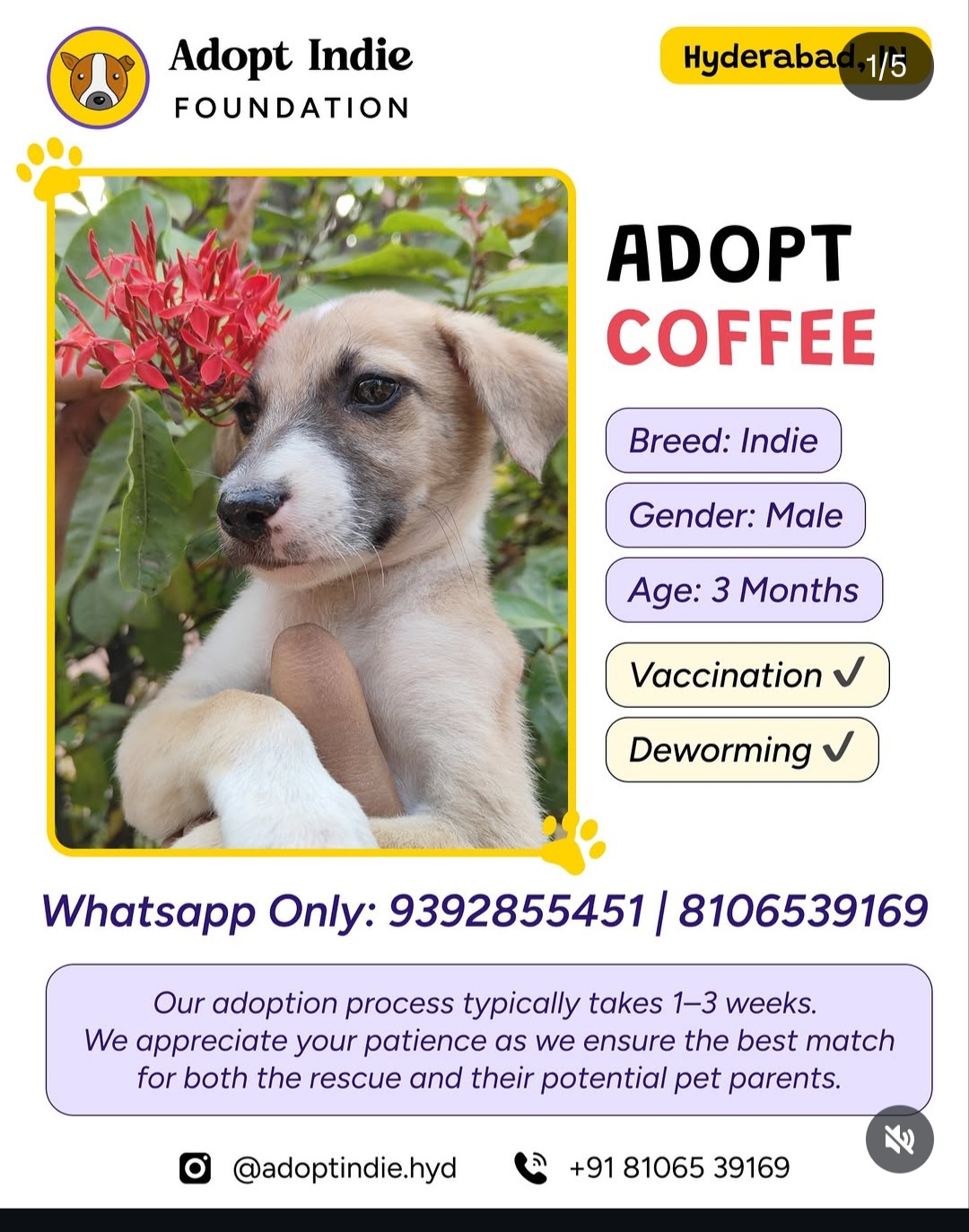 🐾 ADOPT COFFEE