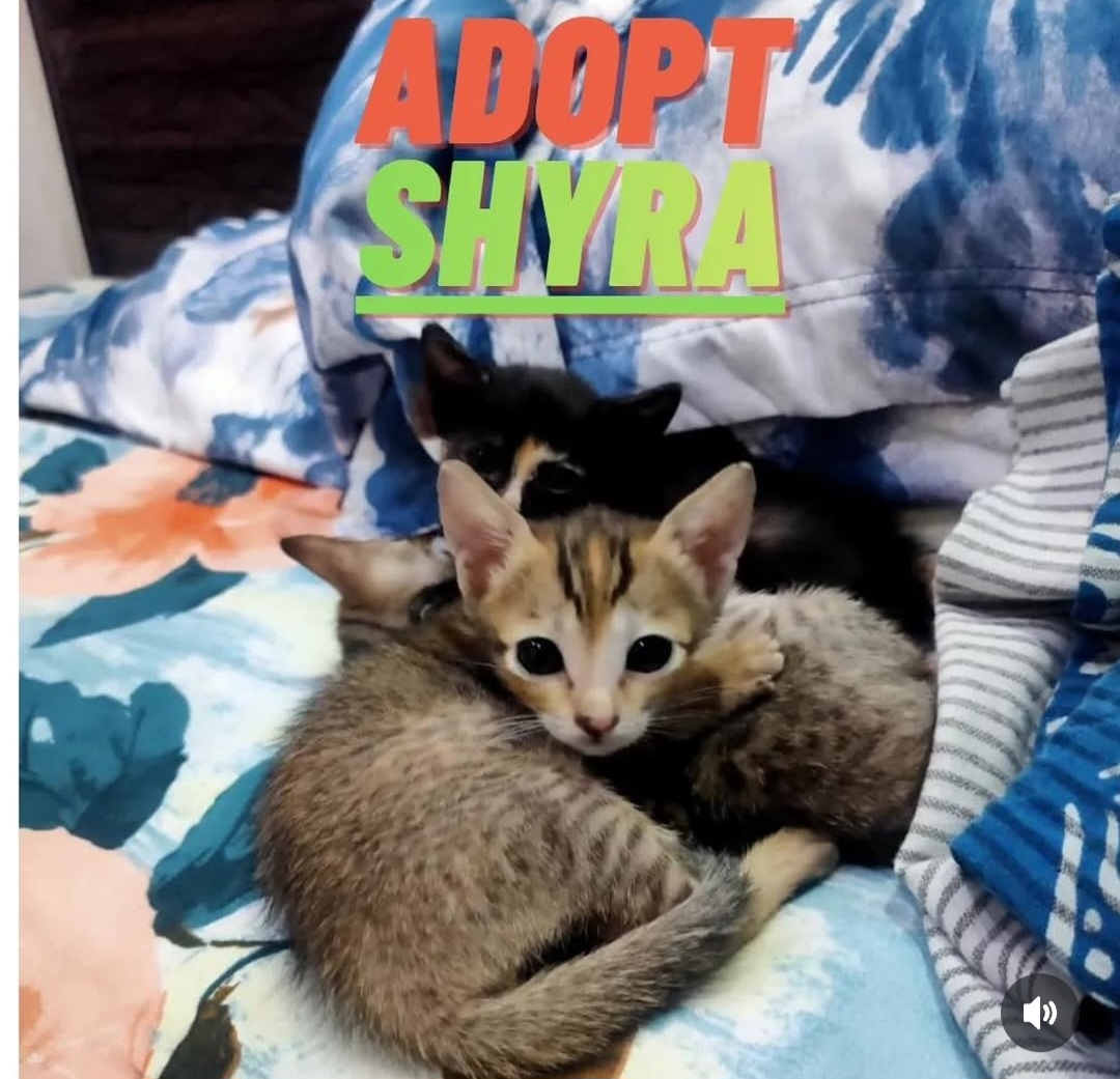 ADOPT DOTSON, SILKY & SHYRA