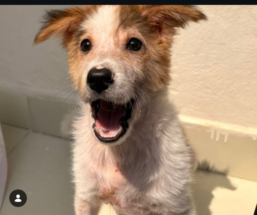 🐾 Adopt Golu – 2 Months | Male | Indie Pup | Hyderabad