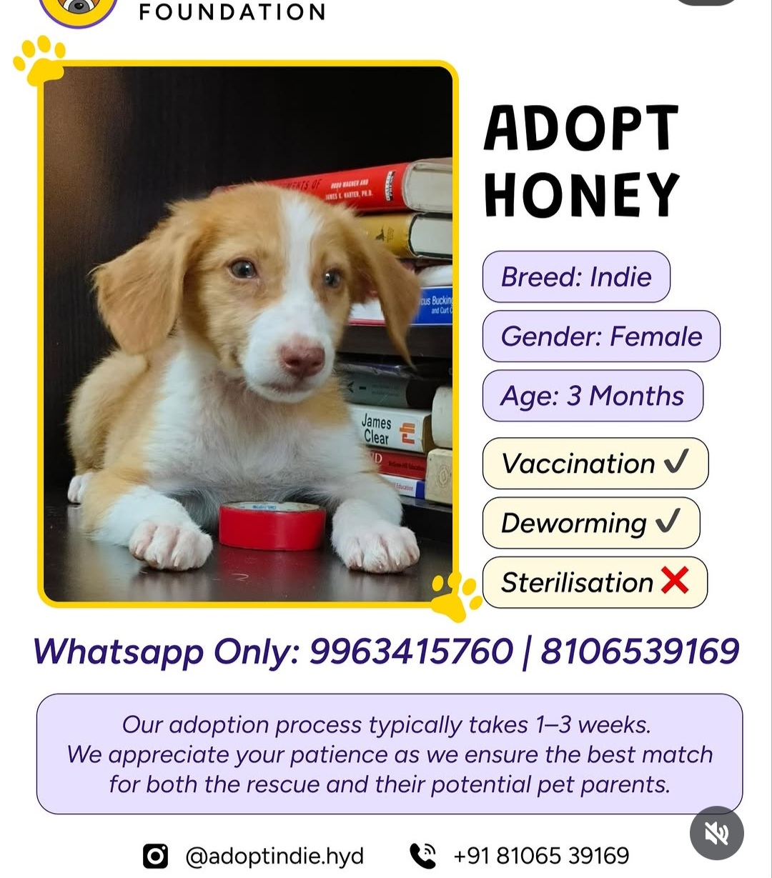 🐶 ADOPT HONEY – SWEET LITTLE GIRL LOOKING FOR A HOME 💕