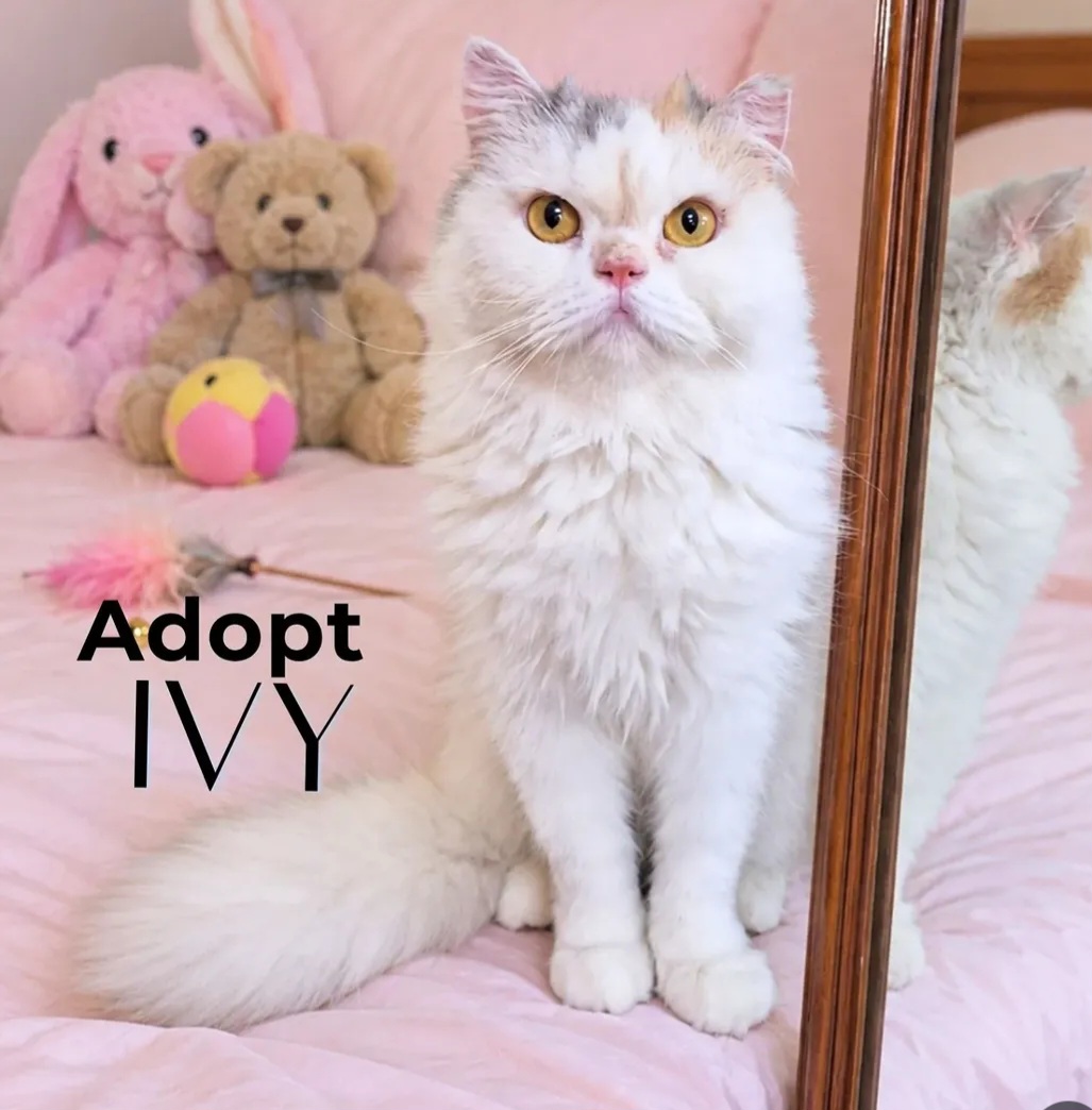 Adopt Ivy