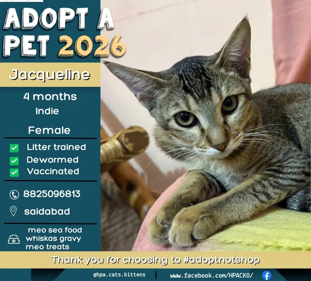 🐾 Adopt Jacqueline 🐾