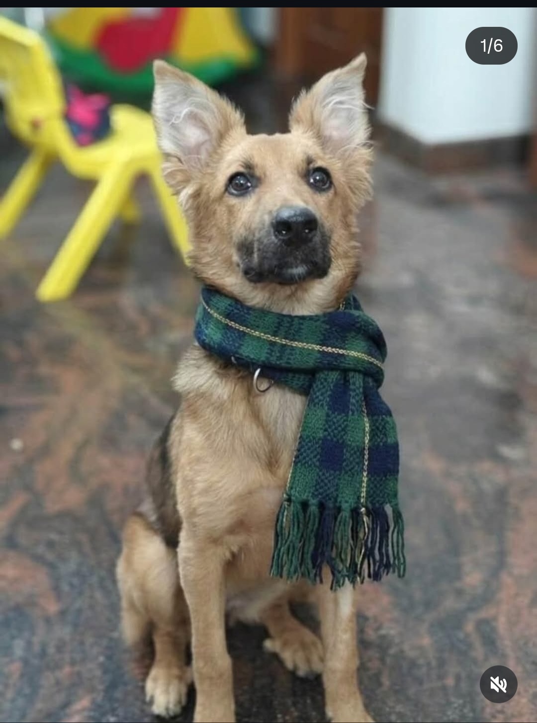 Adopt Jimmy – 4-Month-Old