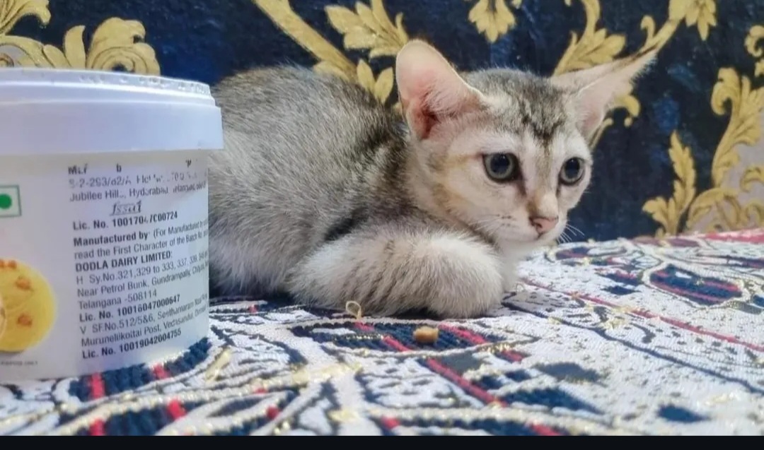 🐾 Adopt Kiki – Loving 2 Month Old Kitten Looking for a Home 🐾