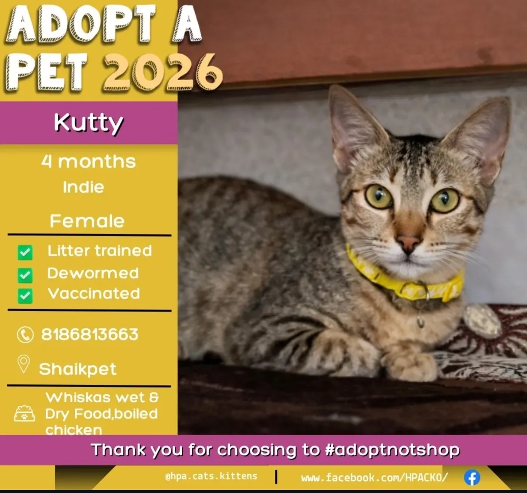 🐾 ADOPT KUTTY – YOUR LITTLE BUNDLE OF JOY! 🐾