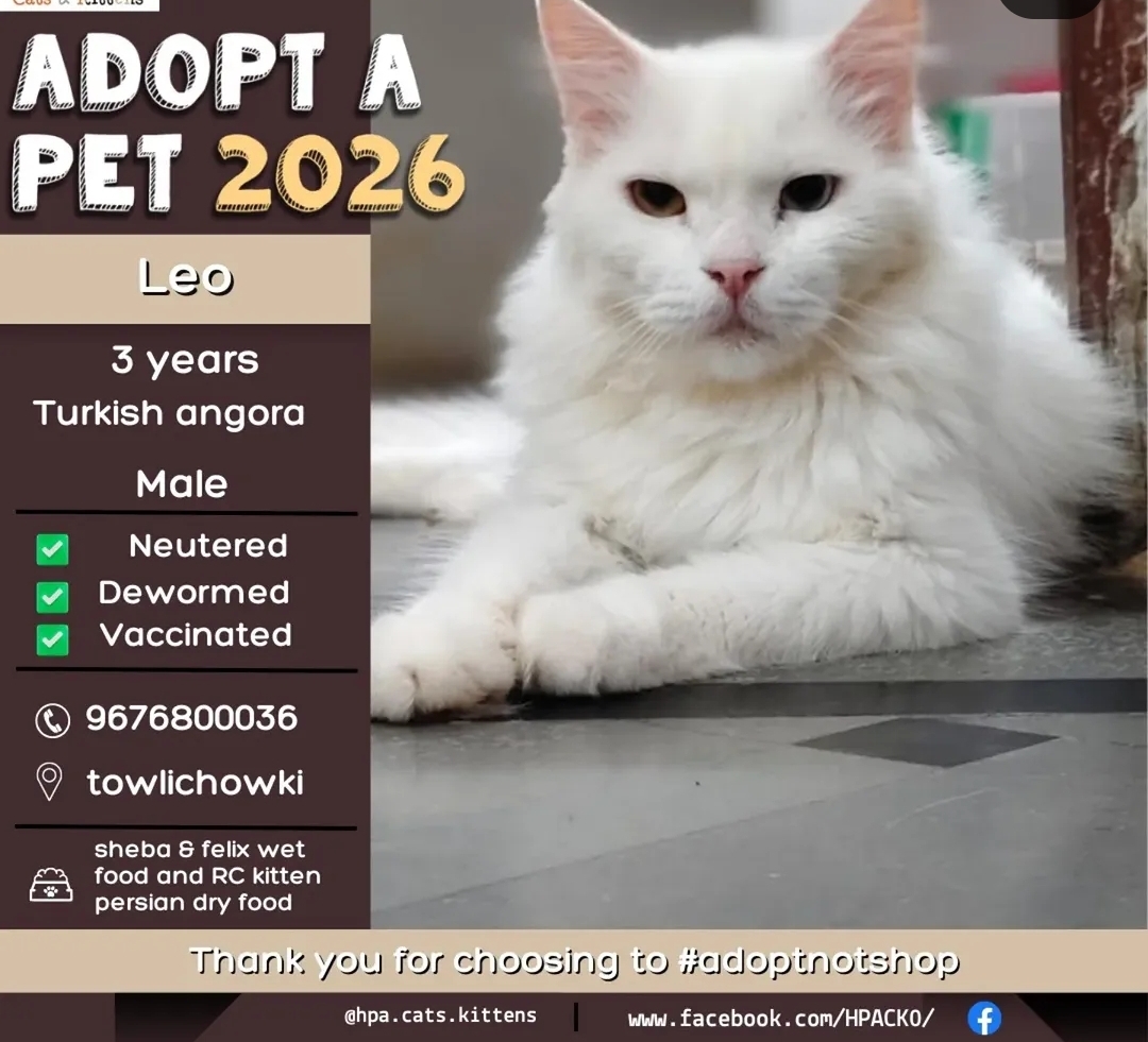 🐾 Adopt Leo – Give Him a Loving Home 🐾