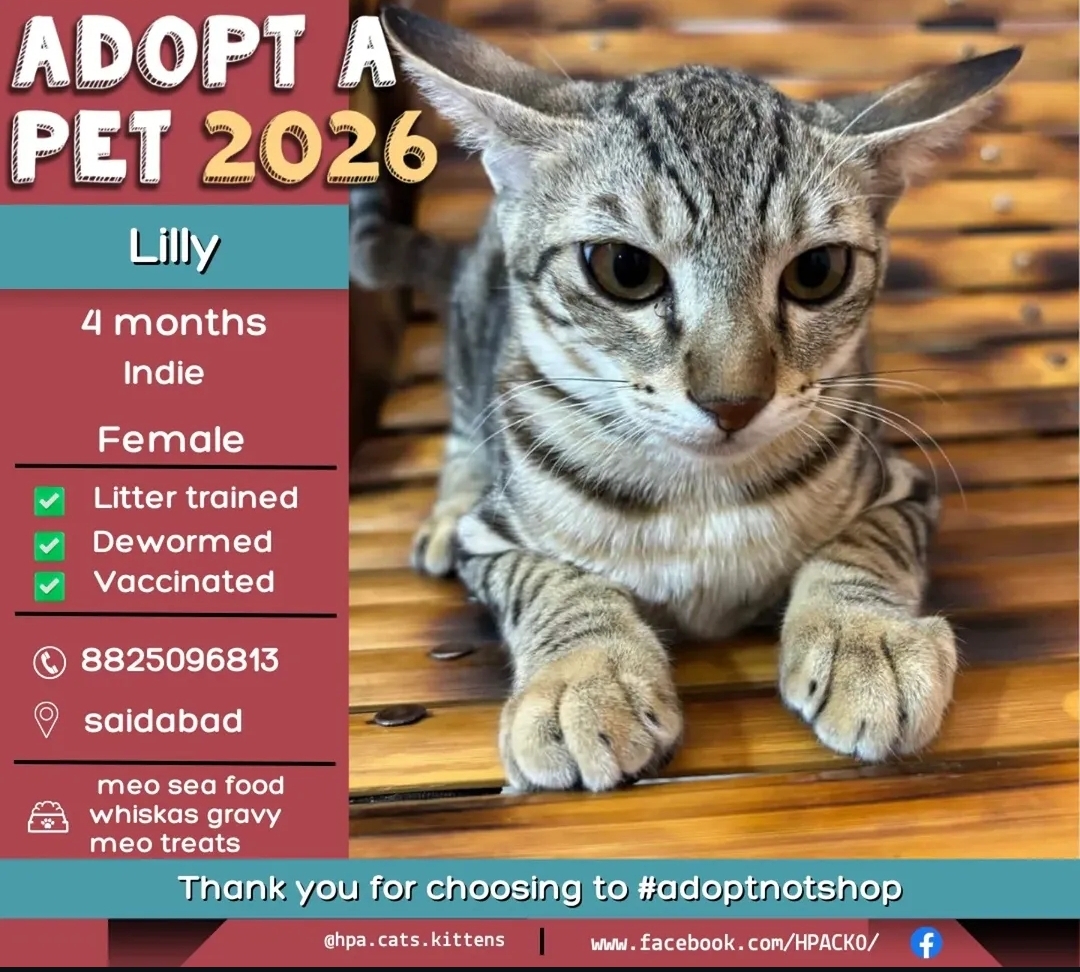 🐾 Adopt Lilly 🐾