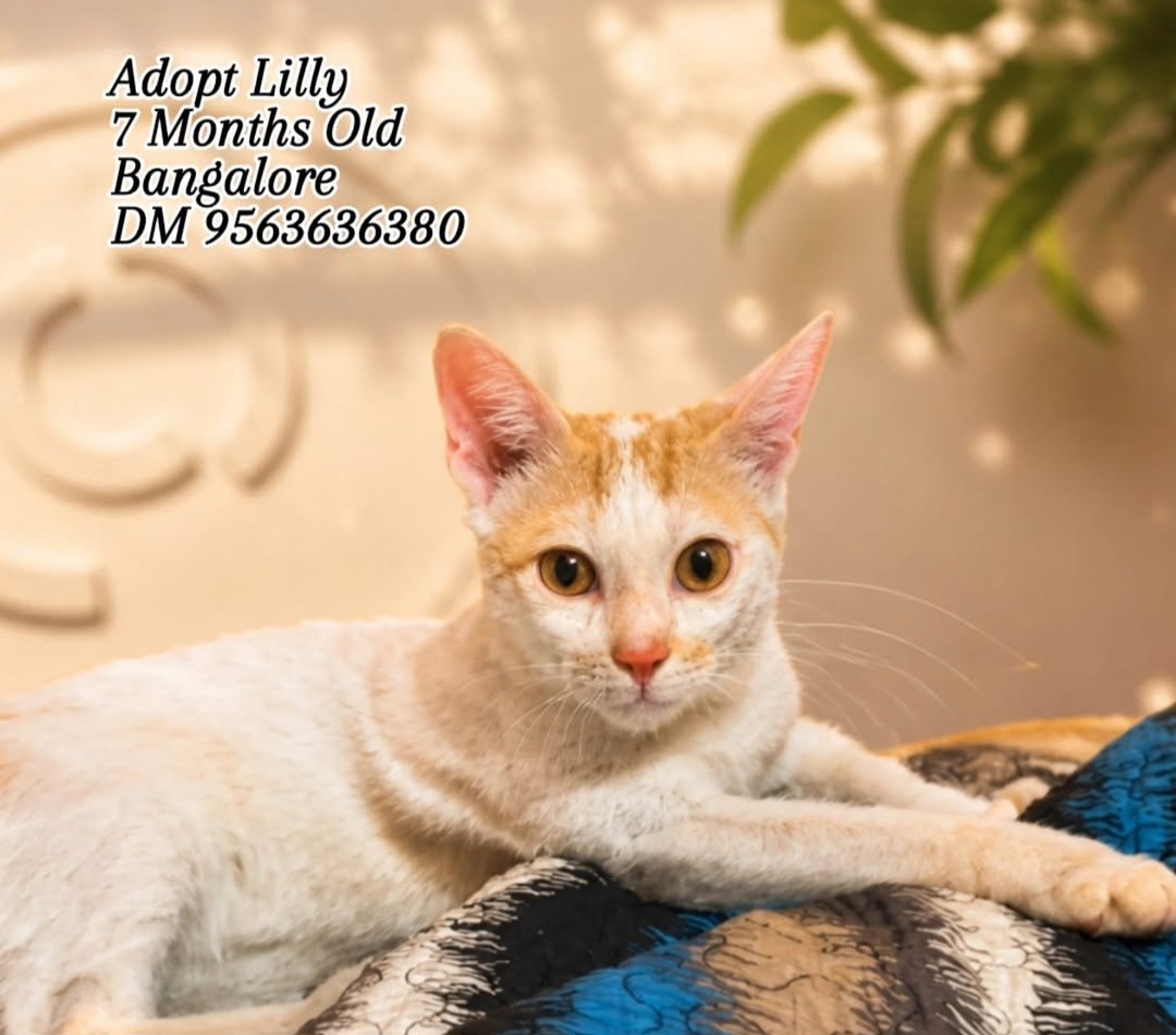 Adopt Lilly