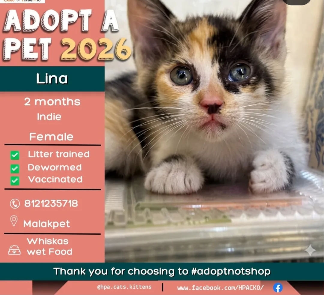 🐾 ADOPT LINA – YOUR LITTLE BUNDLE OF JOY! 🐾