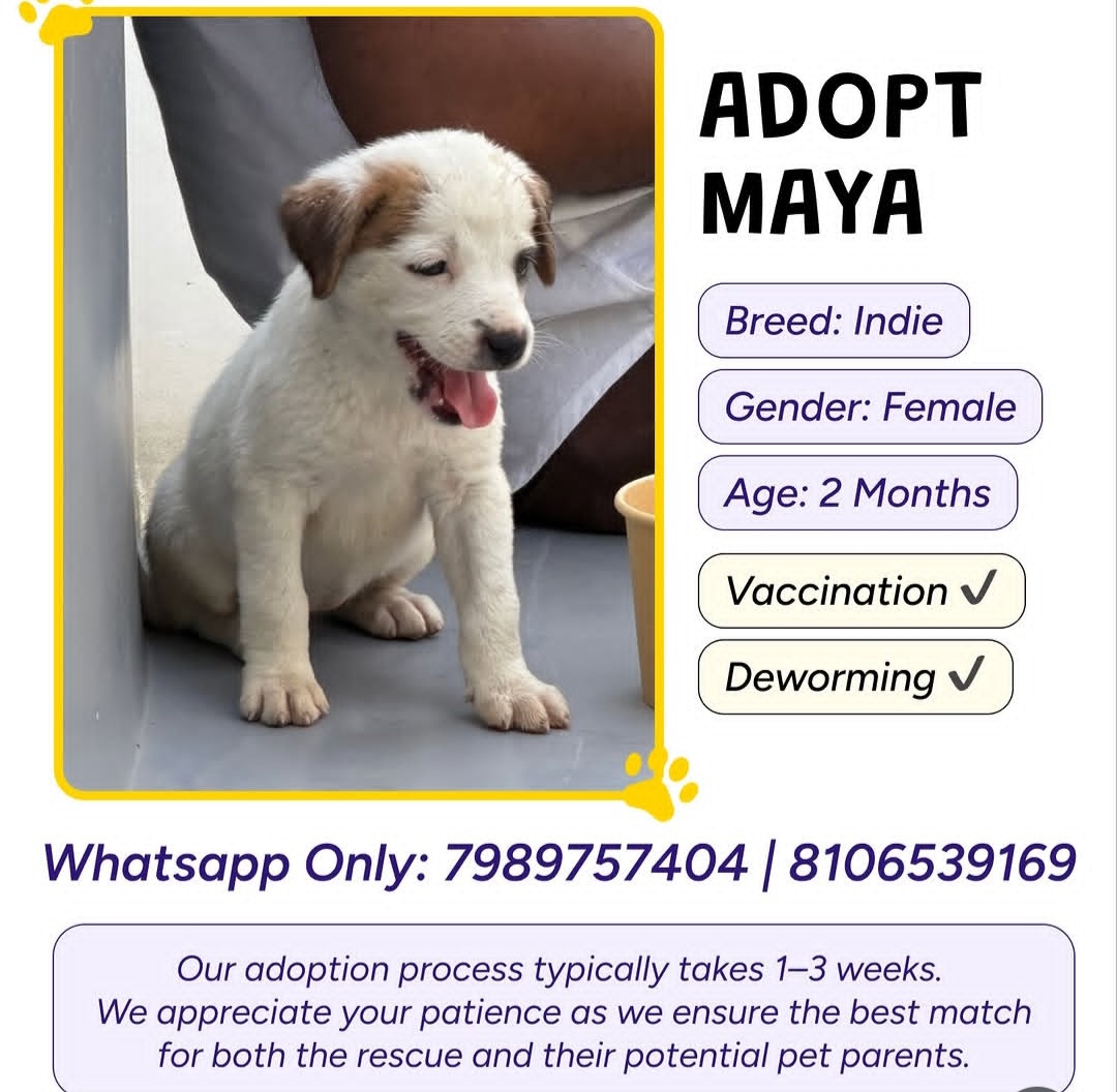 ADOPT MAYA