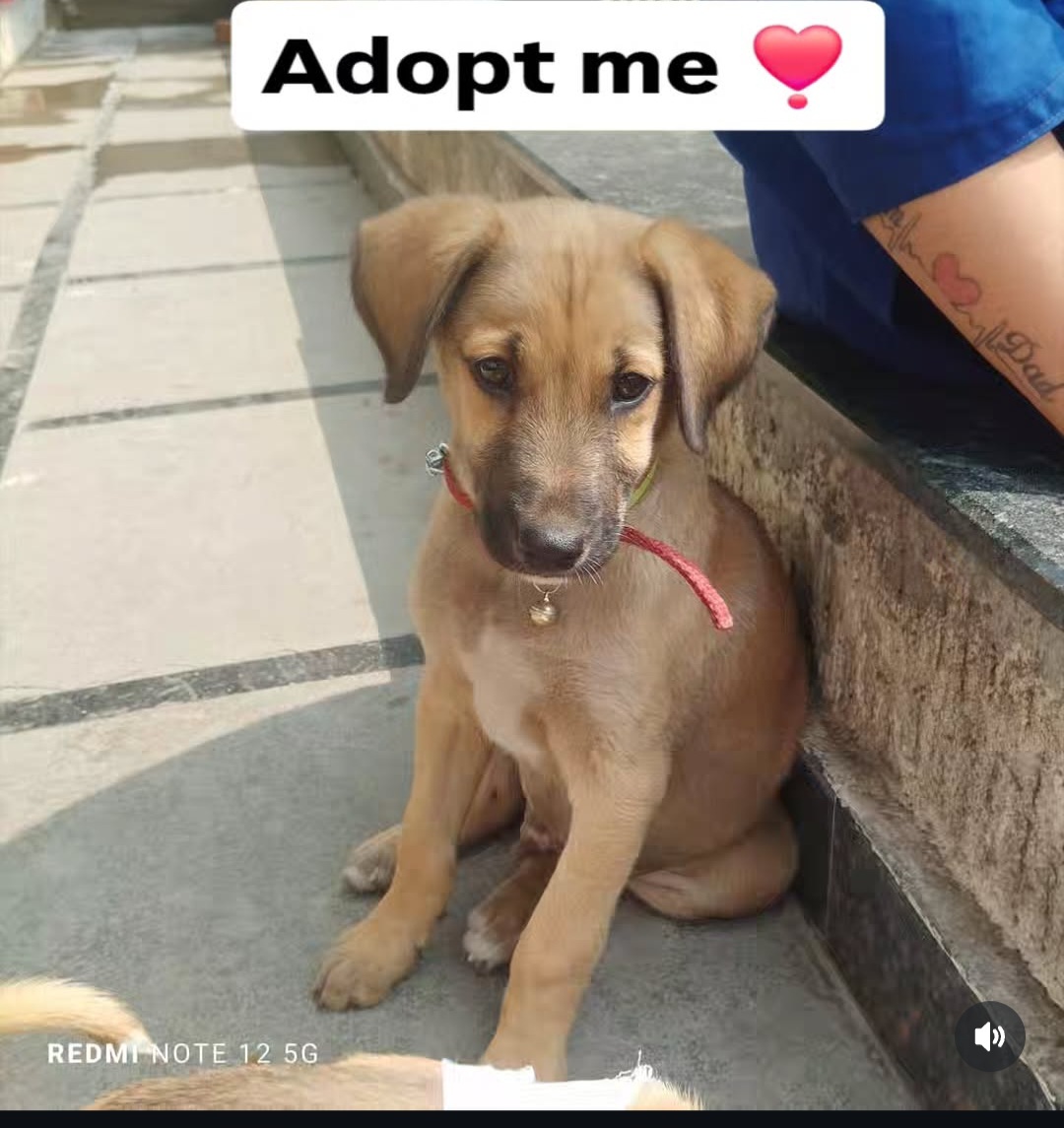 🐾 ADOPT ME – Meet Apple! 🐾