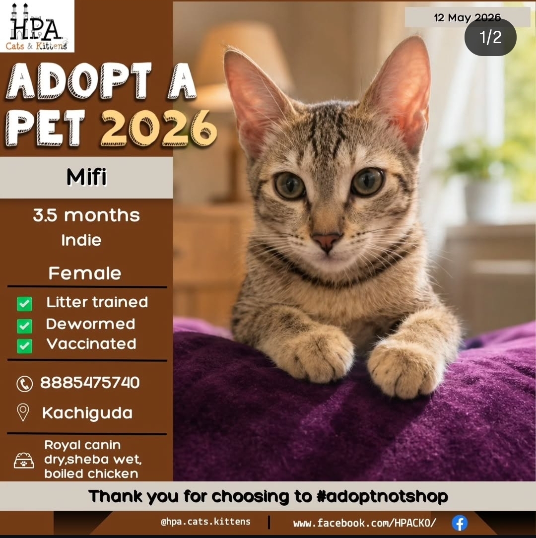 Adopt Mifi – Loving Indie Kitten