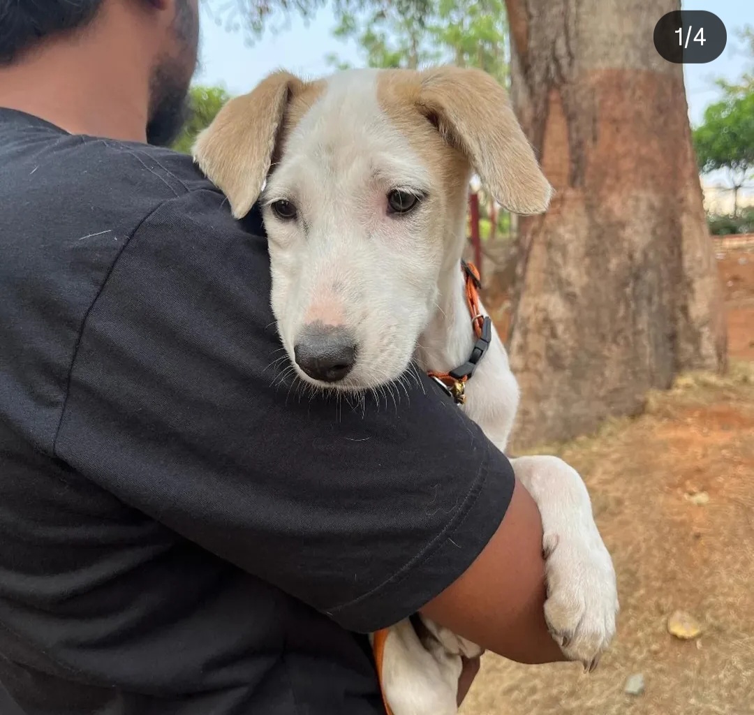 🐾 Adopt Milly – Your New Best Friend! 🐾