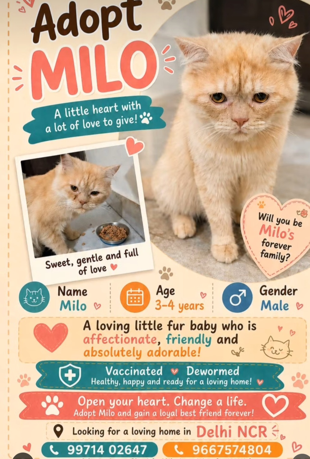 Adopt Milo