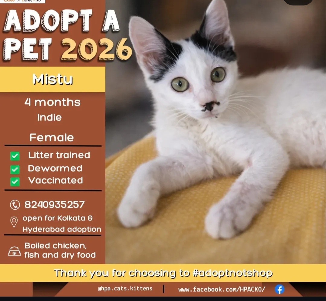 Adopt Mistu 🐾