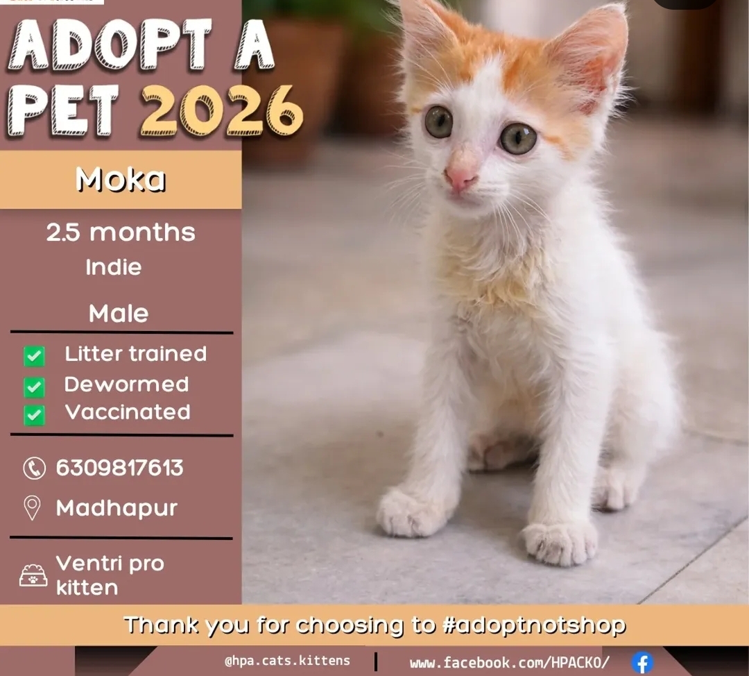 🐾 Adopt Moka – Cute Indie Kitten Looking for a Loving Home! 🏡