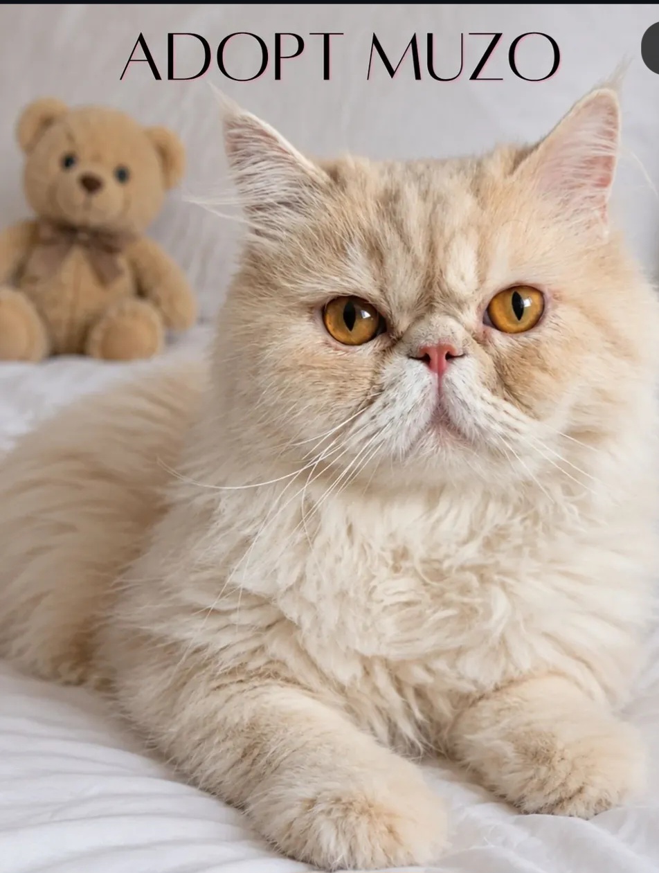 Adopt Muzo