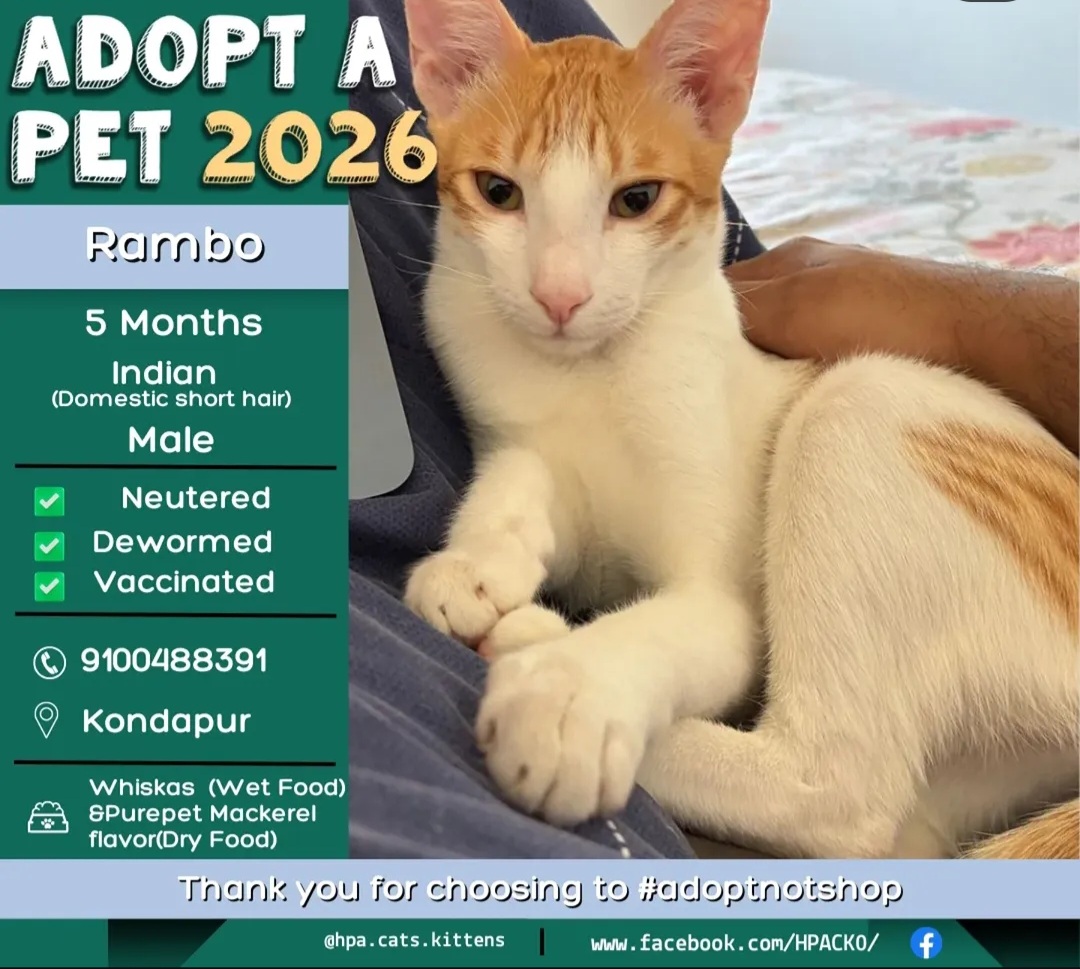 🐾 Adopt Pambo – Your New Best Friend! 🐾