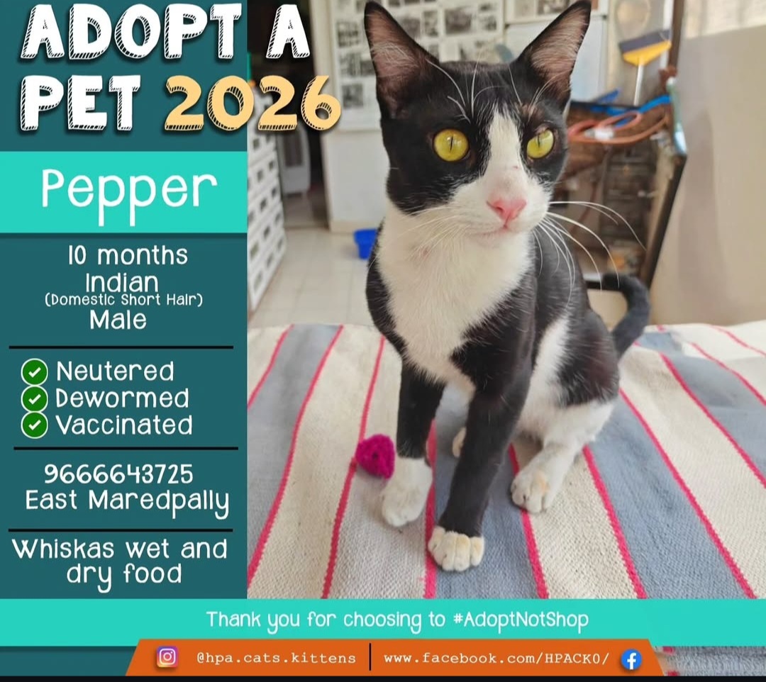 Adopt Pepper