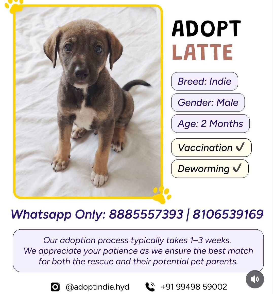 Adopt pet
