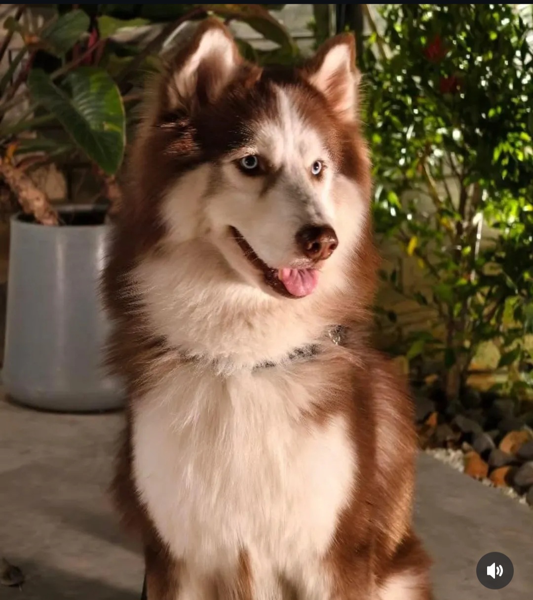 🐾 Adopt Pogo 🐾