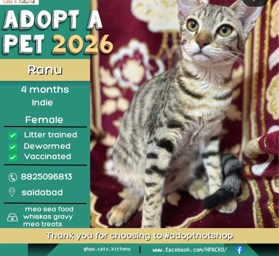 🐾 Adopt Ranu – Cute Indie Kitten 🐱