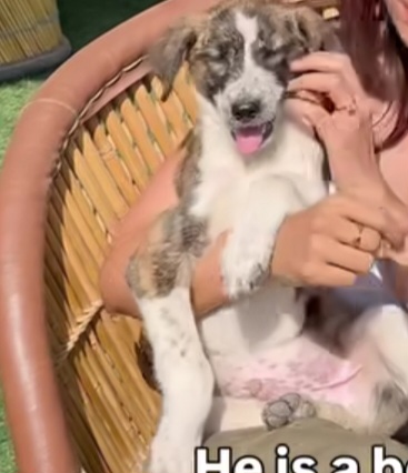 🐶 Adopt Rocco – 3 Months | Indie Pup | Gurgaon