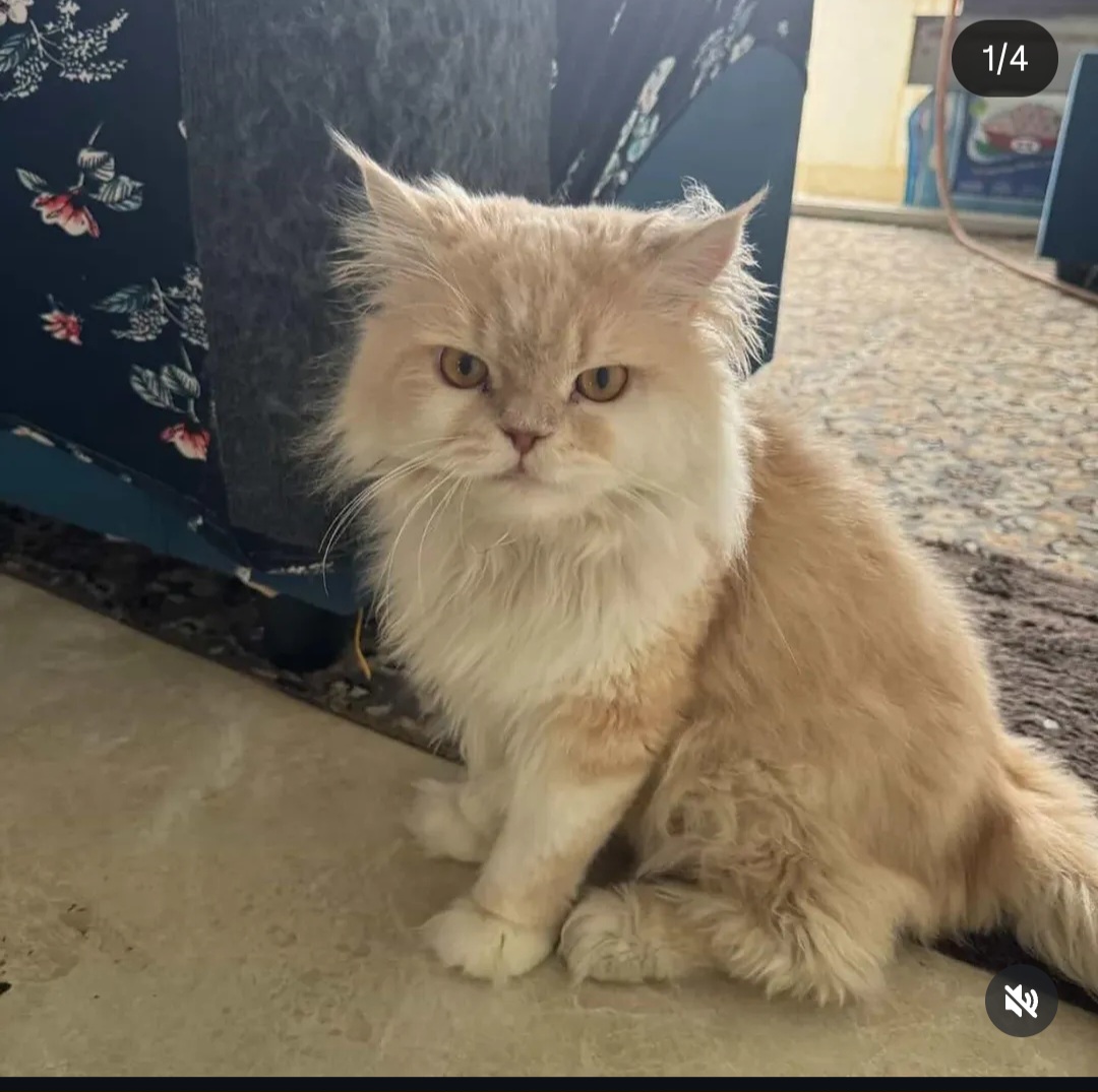 ✨Adopt  Simbah