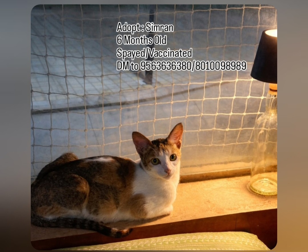 🐾 Adopt Simran – 8 Months Old! 🐾