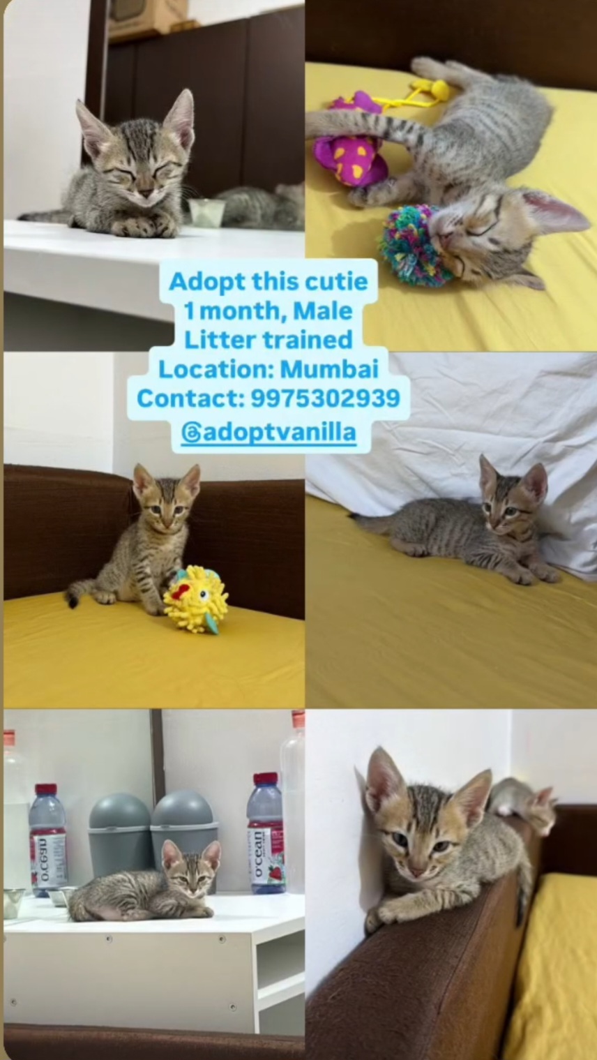Adopt This Cutie