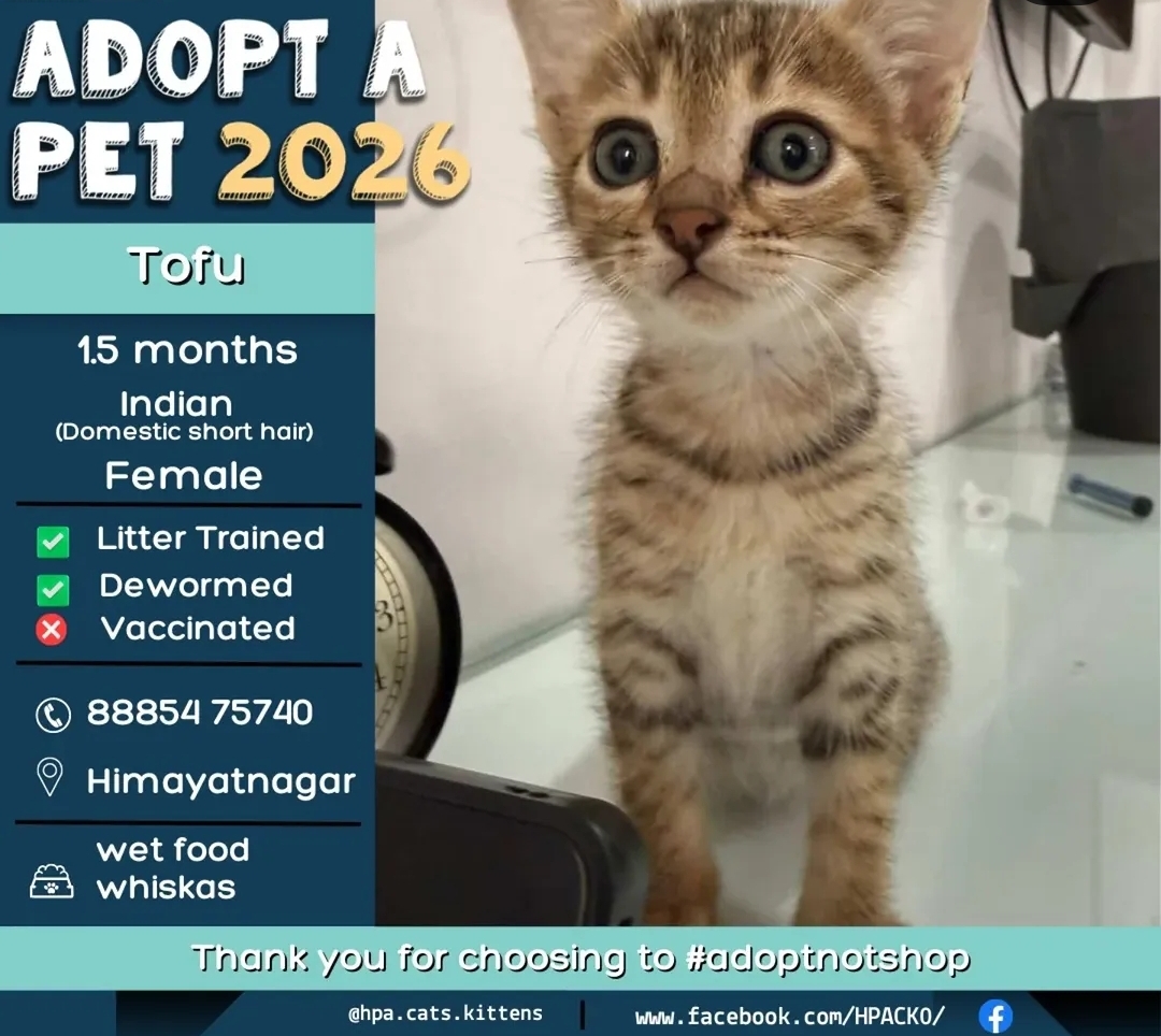 🐾 Adopt Tofu – Cute Kitten Looking for a Home! 🐾