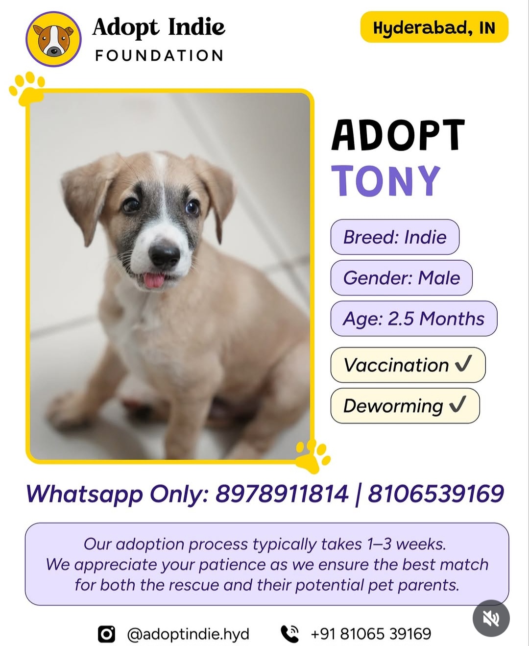 ADOPT TONY