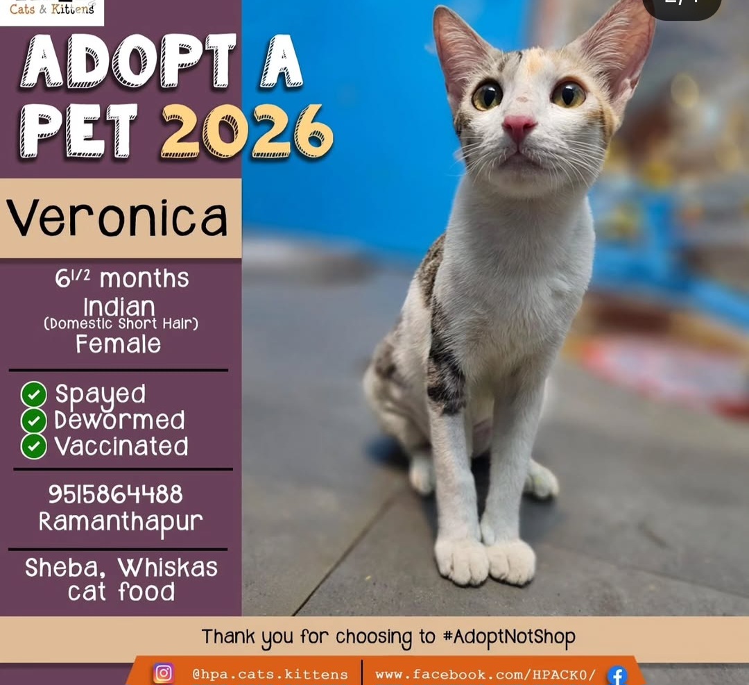 Adopt Veronica – A Loving Indie Kitten Looking for a Forever Home